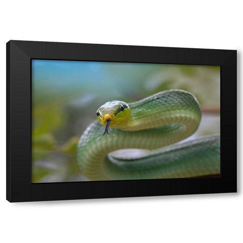 Red-tailed green rat snake Black Modern Wood Framed Art Print with Double Matting by Fitzharris, Tim