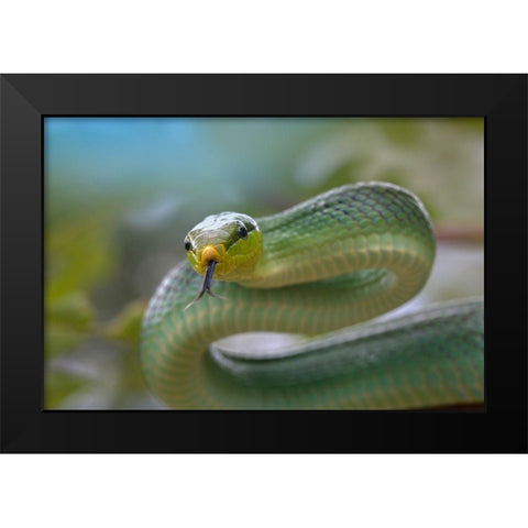 Red-tailed green rat snake Black Modern Wood Framed Art Print by Fitzharris, Tim