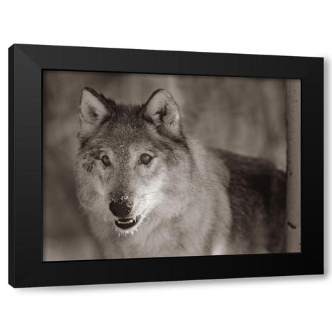 Gray wolf Sepia Black Modern Wood Framed Art Print with Double Matting by Fitzharris, Tim