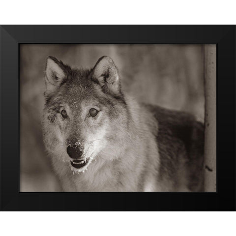 Gray wolf Sepia Black Modern Wood Framed Art Print by Fitzharris, Tim