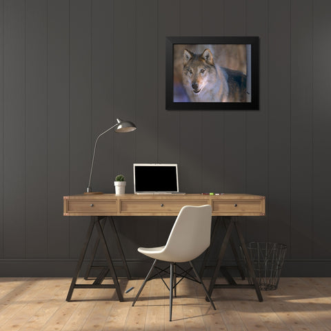 Gray wolf Black Modern Wood Framed Art Print by Fitzharris, Tim