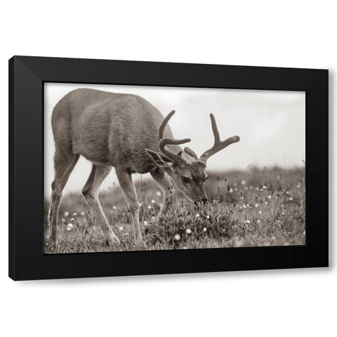 Mule eating lupines Sepia Black Modern Wood Framed Art Print with Double Matting by Fitzharris, Tim