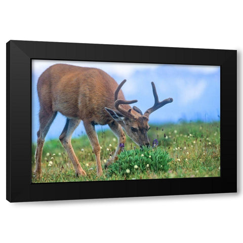 Mule eating lupines Black Modern Wood Framed Art Print with Double Matting by Fitzharris, Tim