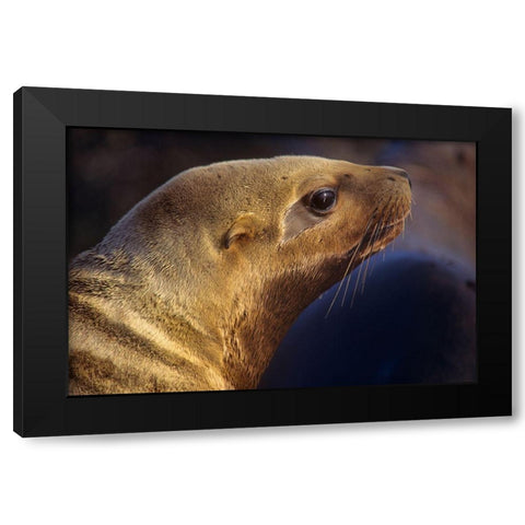 Northern Sea Lion Black Modern Wood Framed Art Print by Fitzharris, Tim