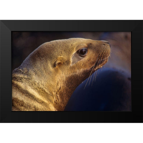 Northern Sea Lion Black Modern Wood Framed Art Print by Fitzharris, Tim