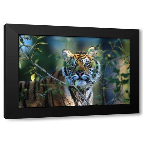 Siberian tiger Black Modern Wood Framed Art Print by Fitzharris, Tim