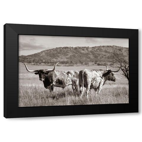 Longhorn cattle Sepia Black Modern Wood Framed Art Print by Fitzharris, Tim