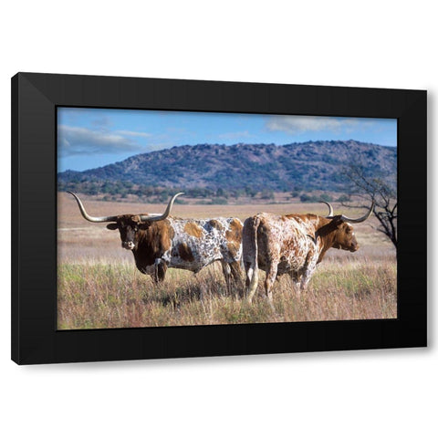 Longhorn cattle Black Modern Wood Framed Art Print by Fitzharris, Tim