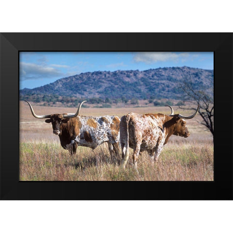 Longhorn cattle Black Modern Wood Framed Art Print by Fitzharris, Tim