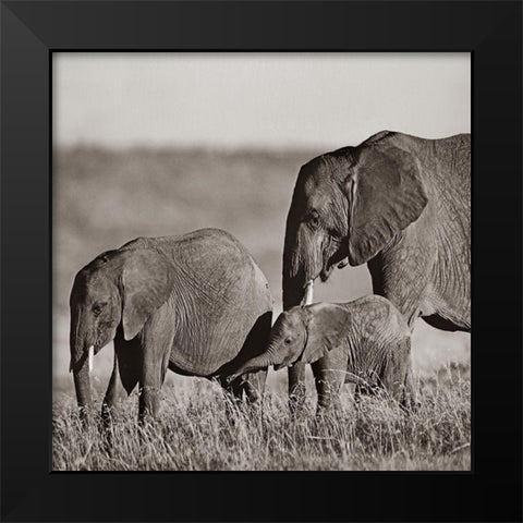 African elephants-Masai National Reserve-Kenya Sepia Black Modern Wood Framed Art Print by Fitzharris, Tim