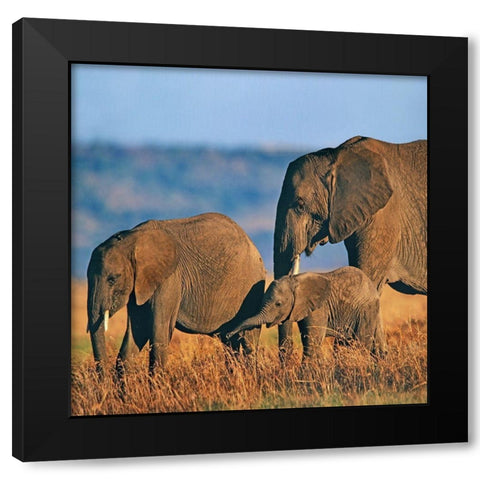 African elephants-Masai National Reserve-Kenya Black Modern Wood Framed Art Print with Double Matting by Fitzharris, Tim