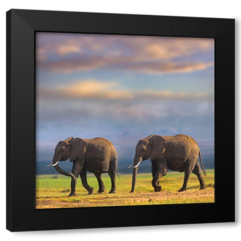 African elephants-Amboseli National Park-Kenya Black Modern Wood Framed Art Print with Double Matting by Fitzharris, Tim