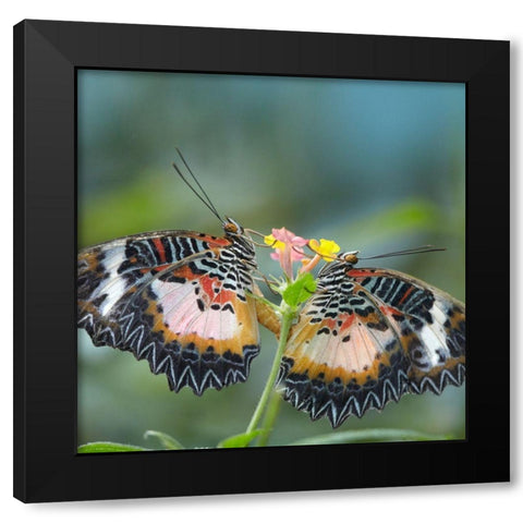 Cethosia luzonica butterflies mating Black Modern Wood Framed Art Print by Fitzharris, Tim