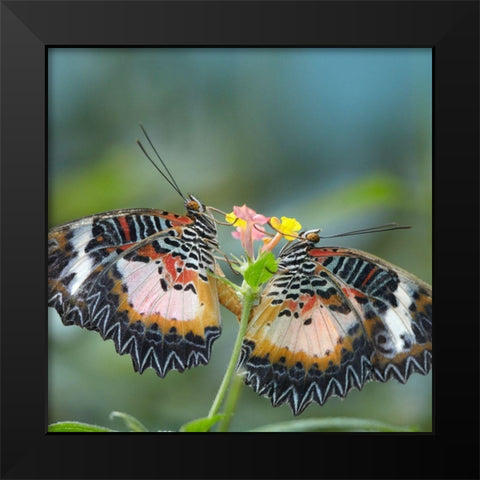 Cethosia luzonica butterflies mating Black Modern Wood Framed Art Print by Fitzharris, Tim