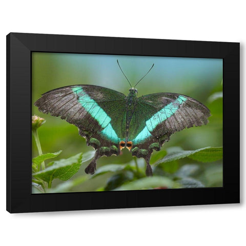 Local Queen butterfly-Papilio daedalus Black Modern Wood Framed Art Print with Double Matting by Fitzharris, Tim