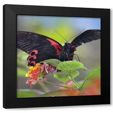 Buongon sailor butterfly-Papilio rumanzobia Black Modern Wood Framed Art Print with Double Matting by Fitzharris, Tim