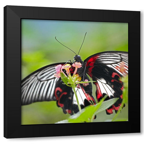 Citrus swallowtail butterfly-Papilio alphenor Black Modern Wood Framed Art Print with Double Matting by Fitzharris, Tim