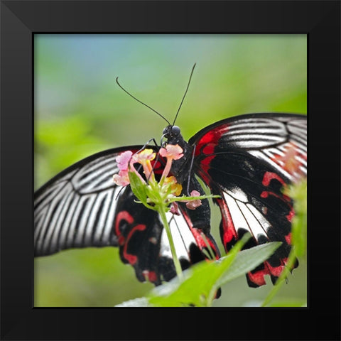 Citrus swallowtail butterfly-Papilio alphenor Black Modern Wood Framed Art Print by Fitzharris, Tim