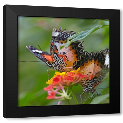 Cethosia luzonica butterflies Black Modern Wood Framed Art Print with Double Matting by Fitzharris, Tim