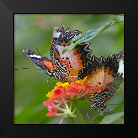 Cethosia luzonica butterflies Black Modern Wood Framed Art Print by Fitzharris, Tim