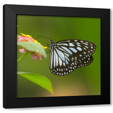 White tree nymph butterfly-ideopsis juventa Black Modern Wood Framed Art Print with Double Matting by Fitzharris, Tim