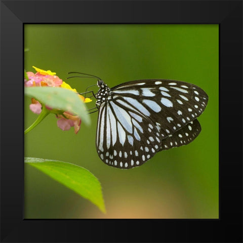 White tree nymph butterfly-ideopsis juventa Black Modern Wood Framed Art Print by Fitzharris, Tim