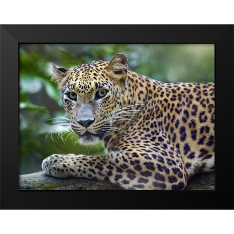 Leopard Black Modern Wood Framed Art Print by Fitzharris, Tim