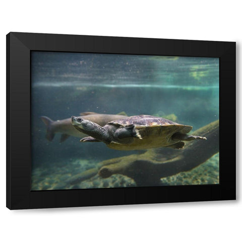 Malaysian pond turtle Black Modern Wood Framed Art Print with Double Matting by Fitzharris, Tim