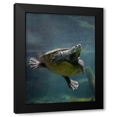 Malaysian pond turtle Black Modern Wood Framed Art Print with Double Matting by Fitzharris, Tim