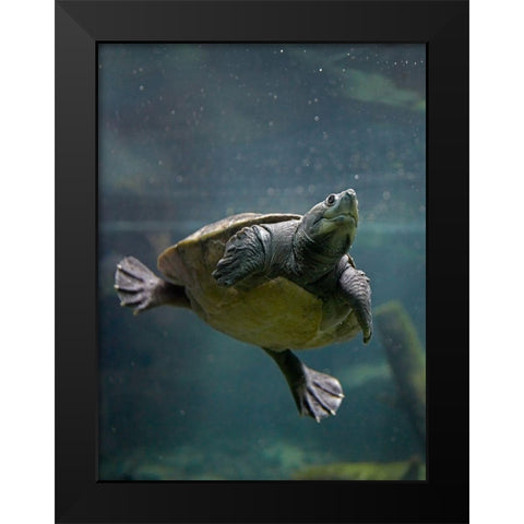 Malaysian pond turtle Black Modern Wood Framed Art Print by Fitzharris, Tim