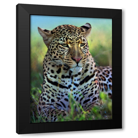 Leopard-Masai Mara Reserve-Kenya Black Modern Wood Framed Art Print with Double Matting by Fitzharris, Tim