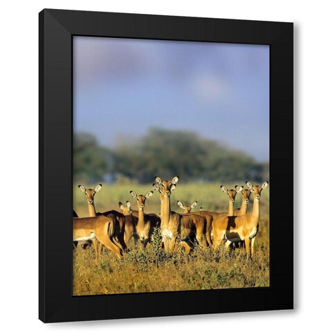 Impala herd-Amboseli National Park-Kenya Black Modern Wood Framed Art Print by Fitzharris, Tim