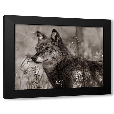Gray wolf Sepia Black Modern Wood Framed Art Print with Double Matting by Fitzharris, Tim