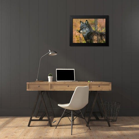 Gray wolf Black Modern Wood Framed Art Print by Fitzharris, Tim