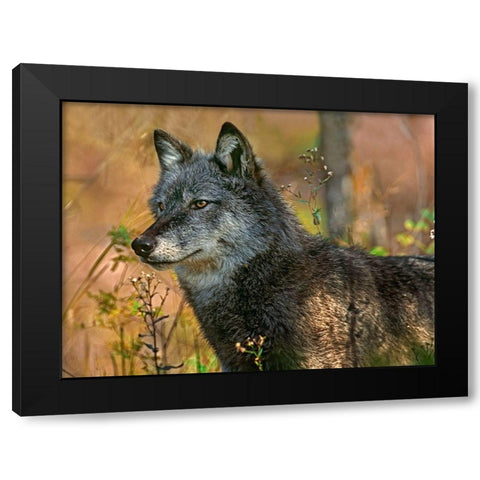 Gray wolf Black Modern Wood Framed Art Print with Double Matting by Fitzharris, Tim