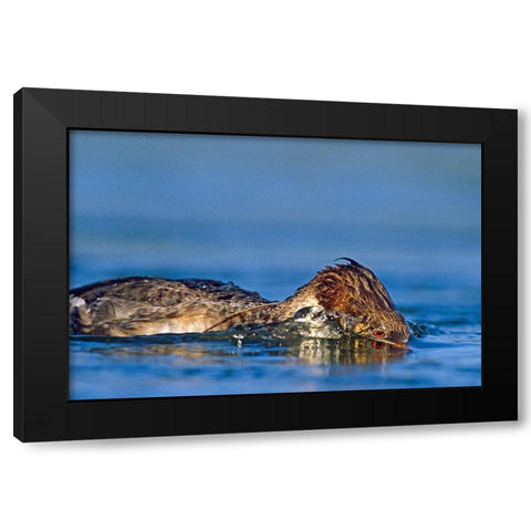 Common merganser-Ding Darling National Wildlife Refuge-Florida Black Modern Wood Framed Art Print by Fitzharris, Tim