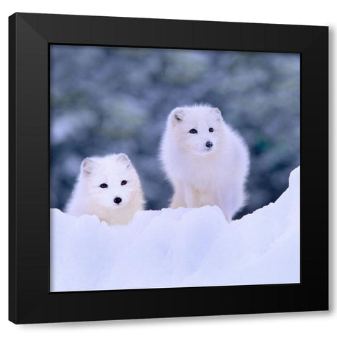 Arctic fox-Churchill-Manitoba Black Modern Wood Framed Art Print with Double Matting by Fitzharris, Tim