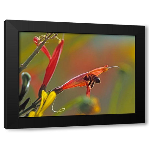 Honey Bee in chuparosa Black Modern Wood Framed Art Print with Double Matting by Fitzharris, Tim