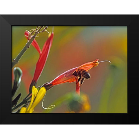 Honey Bee in chuparosa Black Modern Wood Framed Art Print by Fitzharris, Tim