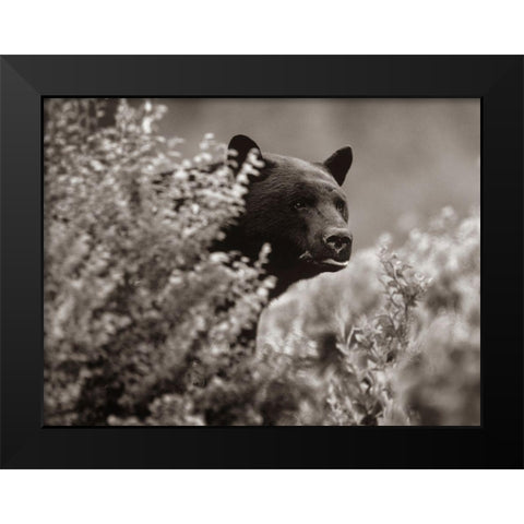 Black bear in underbrush Sepia Black Modern Wood Framed Art Print by Fitzharris, Tim