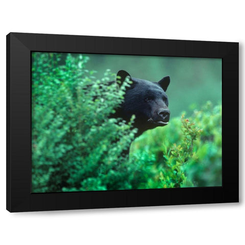 Black bear in underbrush Black Modern Wood Framed Art Print with Double Matting by Fitzharris, Tim