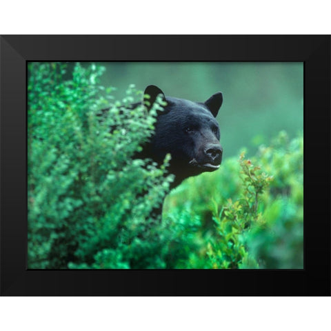 Black bear in underbrush Black Modern Wood Framed Art Print by Fitzharris, Tim