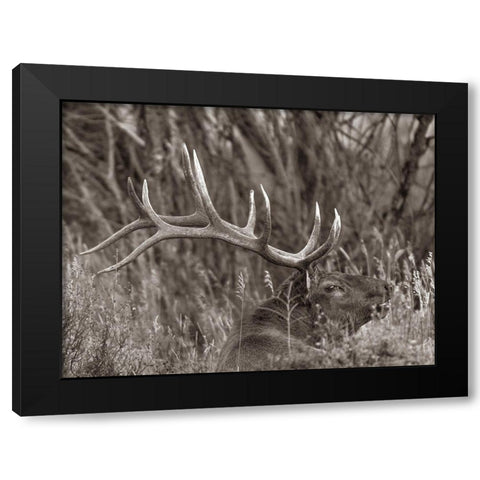 Bull elk-Colorado Sepia Black Modern Wood Framed Art Print with Double Matting by Fitzharris, Tim