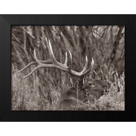 Bull elk-Colorado Sepia Black Modern Wood Framed Art Print by Fitzharris, Tim