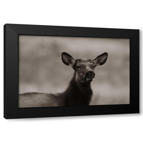 Female elk-Colorado Sepia Black Modern Wood Framed Art Print by Fitzharris, Tim