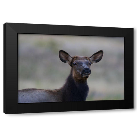 Female elk-Colorado Black Modern Wood Framed Art Print by Fitzharris, Tim