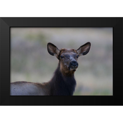 Female elk-Colorado Black Modern Wood Framed Art Print by Fitzharris, Tim