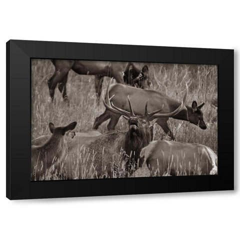 Bull elk bugling with harem-Colorado Sepia Black Modern Wood Framed Art Print with Double Matting by Fitzharris, Tim