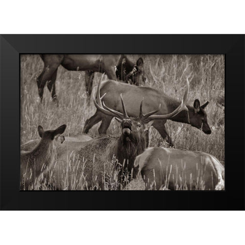 Bull elk bugling with harem-Colorado Sepia Black Modern Wood Framed Art Print by Fitzharris, Tim