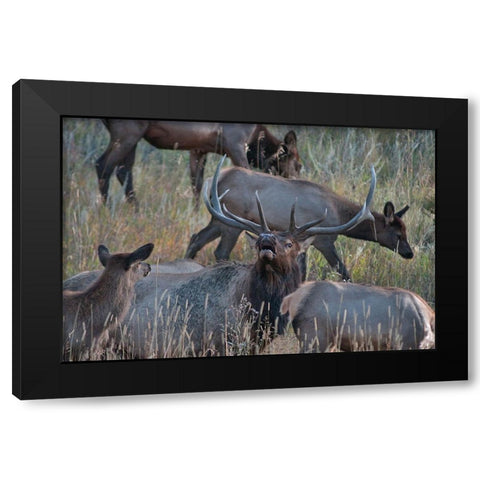 Bull elk bugling with harem-Colorado Black Modern Wood Framed Art Print by Fitzharris, Tim